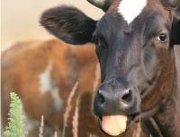 Разведение крупного рогатого скота: особенности и перспективы Как составить бизнес план на приобретение крс